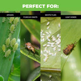 5PCE Traps Aphid Glue Safe Effective Greenhouse Garden White Flies Leaf Miner