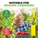 5PCE Traps Aphid Glue Safe Effective Greenhouse Garden White Flies Leaf Miner