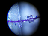 https://scienceandnature.com/wp-content/uploads/2020/04/78120_1-scaled.jpg