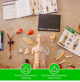 Thames & Kosmos Human Body Anatomy Model