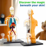 Thames & Kosmos Human Body Anatomy Model