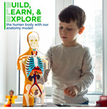 Thames & Kosmos Human Body Anatomy Model