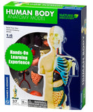 Thames & Kosmos Human Body Anatomy Model