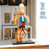 Thames & Kosmos Human Body Anatomy Model