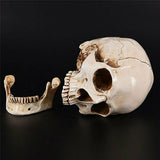Human Skull Replica Resin Model Medical Realistic Lifesize 1:1 White Decoration