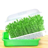 1x Seed Sprouter Tray with Lid BPA Free Bean Sprout Grower Sprouting Seeds Tray