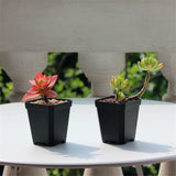100x Plastic Plant Flower Pots Nursery Seedlings Garden Plant Pot Container