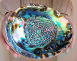 Abalone Natural Sea Shell Polished Rainbow Colors Designs 15cm