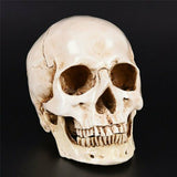Human Skull Replica Resin Model Medical Realistic Lifesize 1:1 White Decoration