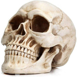 Human Skull Replica Resin Model Medical Realistic Lifesize 1:1 White Decoration