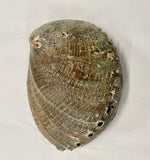 Abalone Natural Sea Shell Polished Rainbow Colors Designs 15cm