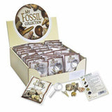 My Fossil Collection Fossils Science Paleontology Model Figures Kids