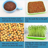 1x Seed Sprouter Tray with Lid BPA Free Bean Sprout Grower Sprouting Seeds Tray