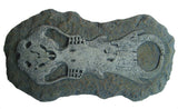 Australian Fossil Find Excavation Ancient Fossil Replica Educational Kit