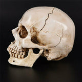 Human Skull Replica Resin Model Medical Realistic Lifesize 1:1 White Decoration