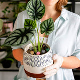 5pcs Natural Mushroom Quartz Crystal Carved Polishing Healing Stone Light Colour