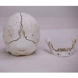 Human Skull Replica Resin Model Medical Realistic Lifesize 1:1 White Decoration