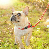 Red Slip Puppy Lead Nylon Rope Dog Training Correction Leash Pet 10mm