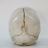Human Skull Replica Resin Model Medical Realistic Lifesize 1:1 White Decoration