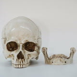 Human Skull Replica Resin Model Medical Realistic Lifesize 1:1 White Decoration