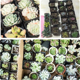 100x Plastic Plant Flower Pots Nursery Seedlings Garden Plant Pot Container