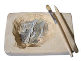 Australian Fossil Find Excavation Ancient Fossil Replica Educational Kit