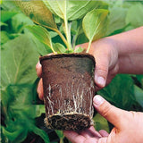 10pcs 12Hole Biodegradable Paper Seedling Pots Seed Tray Starting Garden Nursery