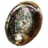 Abalone Natural Sea Shell Polished Rainbow Colors Designs 15cm