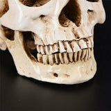 Human Skull Replica Resin Model Medical Realistic Lifesize 1:1 White Decoration