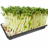 10pcs Garden Black Plastic Rectangle Plant Seedling Propagation Seeding Tray