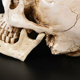 Human Skull Replica Resin Model Medical Realistic Lifesize 1:1 White Decoration