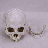 Human Skull Replica Resin Model Medical Realistic Lifesize 1:1 White Decoration