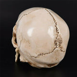 Human Skull Replica Resin Model Medical Realistic Lifesize 1:1 White Decoration