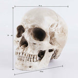 Human Skull Replica Resin Model Medical Realistic Lifesize 1:1 White Decoration